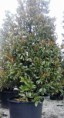 /products/magnolia-grandiflora-persistant-pot-110l-hauteur-4m/